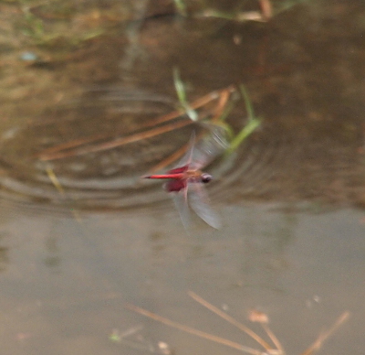 [Side top view of a Carolina Saddlebags in flight above the water. While the wings are slightly blurred, one can see the reddish-brown color only on the back set of wings. The body of this dragonfly is a similar color.]